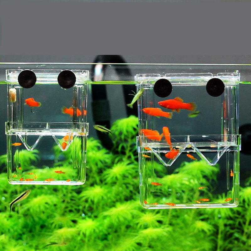 Peacock Fish Breeding Isolatio - огляд і ціна Betta Fish Tank